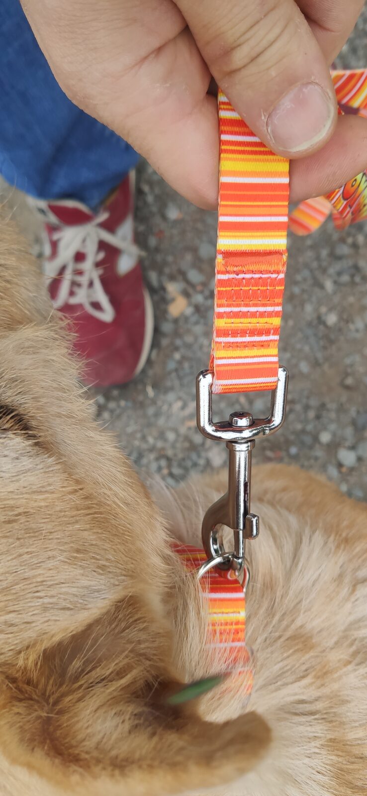 A hand holding an orange striped leash with a metal clip attached to a dog's collar, with fur visible.